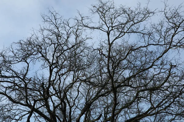 树木分枝的轮廓 — 图库照片
