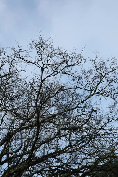 Silhuett Trädgrenar — Stockfoto