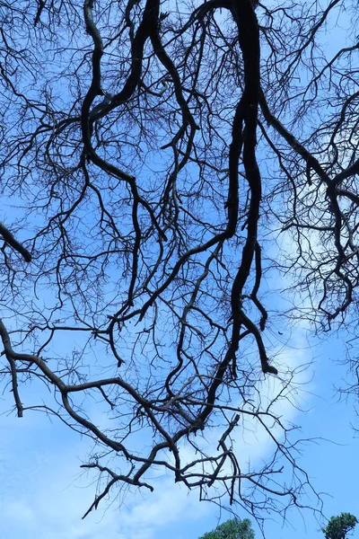 Silhouette Dei Rami Degli Alberi — Foto Stock