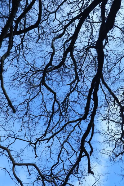 Силуэт Древесных Брэнчей — стоковое фото
