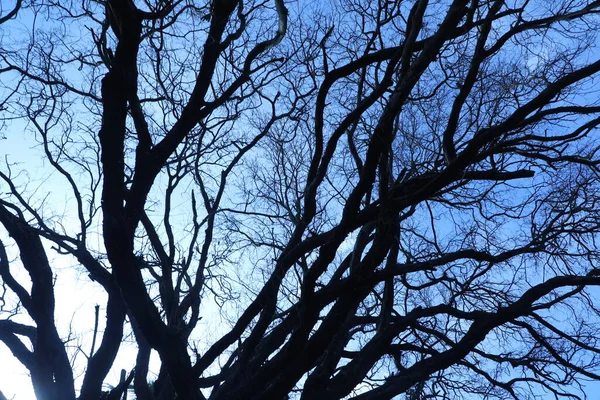 Silhouette Dei Rami Degli Alberi — Foto Stock