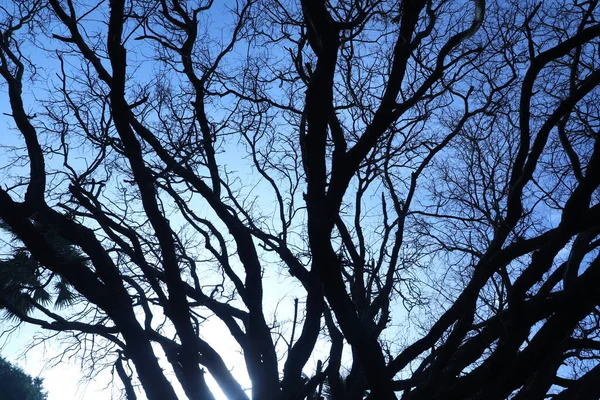 Silhouette Dei Rami Degli Alberi — Foto Stock