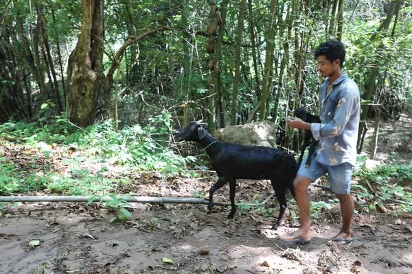 Cabras Los Campos Kerala — Foto de Stock