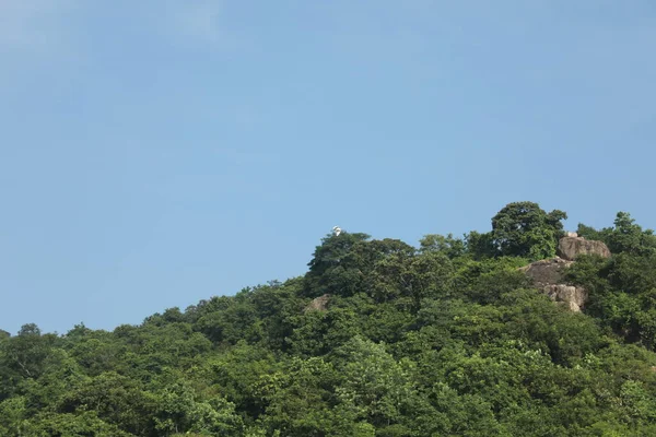 Trees Indian Forest — Foto Stock