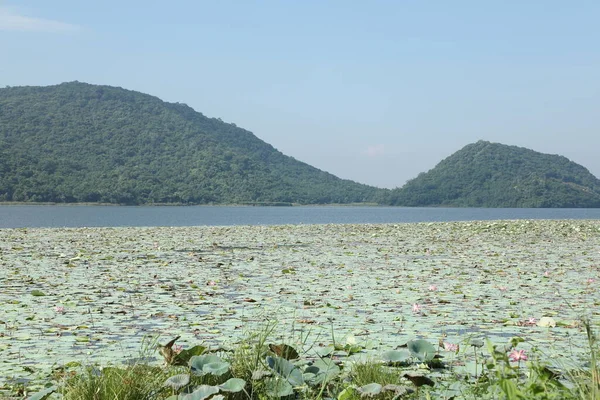 Lagoa Flores Lótus Kerala Índia — Fotografia de Stock