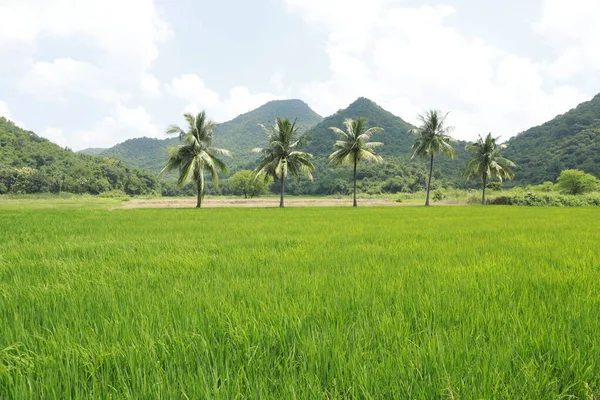 Campos Verdes Kerala India —  Fotos de Stock