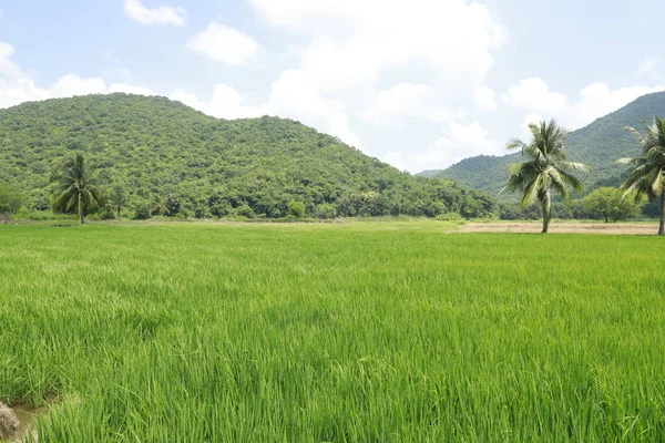 Grüne Felder Kerala Indien — Stockfoto