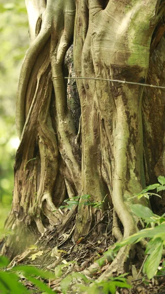 Raíces Árbol Enorme —  Fotos de Stock