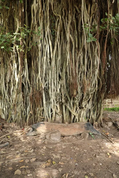 Wurzeln Von Riesigem Baum — Stockfoto