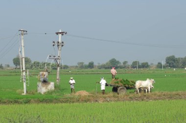 Hyderabad tarlasında çiftçi Hindistan 25 Ağustos 2022