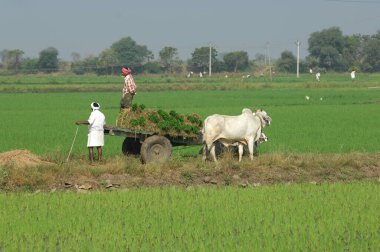 Hyderabad tarlasında çiftçi Hindistan 25 Ağustos 2022