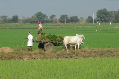 Farmer in Fields Hyderabad India 25th Aug 2022 clipart