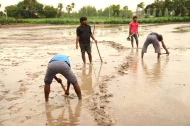 Hyderabad tarlasında çiftçi Hindistan 25 Ağustos 2022