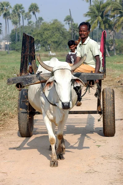 Agricultor Campos Hyderabad Índia Ago 2022 — Fotografia de Stock