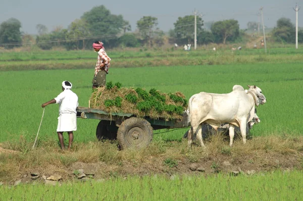 Farmer Fields Hyderabad India 25Th Aug 2022 — стокове фото