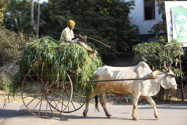 Farmer Fields Hyderabad India 25Th Aug 2022 — Stock Photo, Image