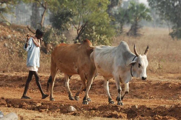 2022年8月25日印度海得拉巴油田的农民 — 图库照片