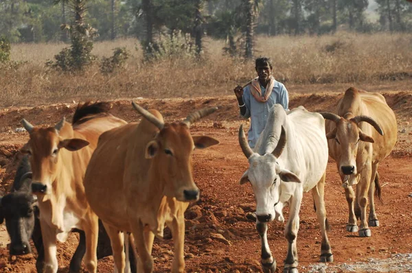 2022年8月25日印度海得拉巴油田的农民 — 图库照片