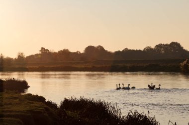 Warta Nehri 'nde gün doğumunda kuğular - Polonya