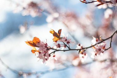 Çiçek açan yabani kiraz ağacı - duvar kağıdı