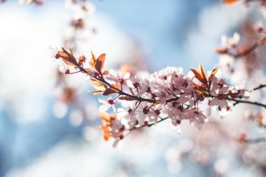 Çiçek açan yabani kiraz ağacı - duvar kağıdı