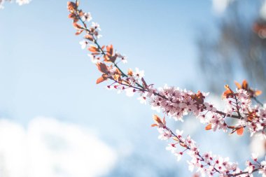 Çiçek açan yabani kiraz ağacı - duvar kağıdı