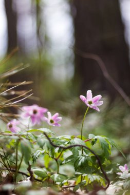 Çayırda Anemone çiçeği