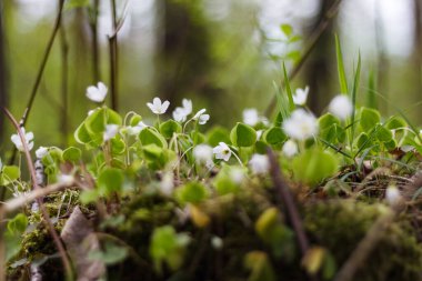  Çayırda Anemone çiçeği