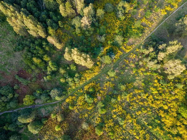 View of the forest and fields from the drone