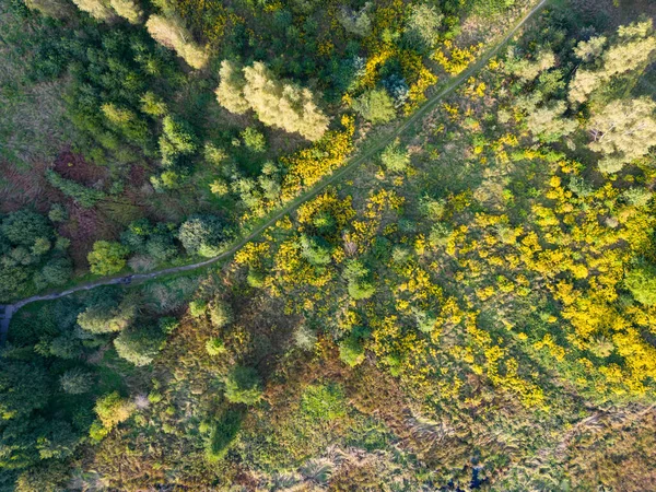 Vista Floresta Campos Drone — Fotografia de Stock