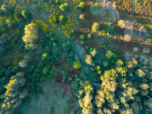 View of the forest and fields from the drone