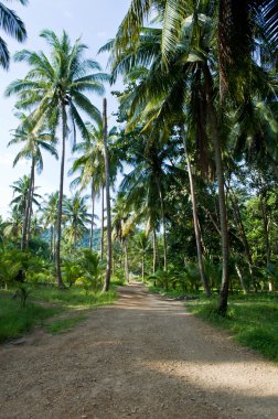 yol ormanda, Tayland