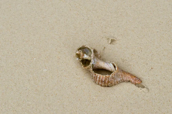 Beautiful white sea shell on sand — Stock Photo, Image