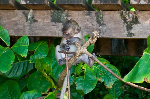 Little monkey on the tree — Stock Photo, Image