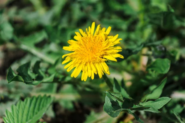 草の中のタンポポ 黄色いタンポポの花 緑の草 接近中だ 春の緑 春の気分 — ストック写真