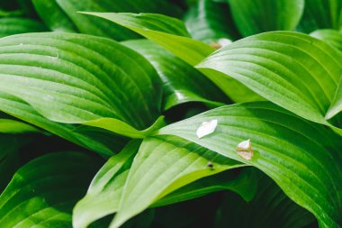 Orman zambağı arkasında desen, doğal arkaplan ve duvar kağıdı, kartpostal bırakır.