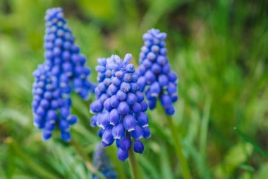 Bulanık arka planda mavi yaz çiçekleri. Yeşil arka planda Muscari çiçekleri seçici odak