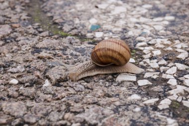 Salyangoz yolun karşısına sürünerek geçer. Asfalt yolda salyangoz var. Kabuklu salyangoz. Seçici odak.