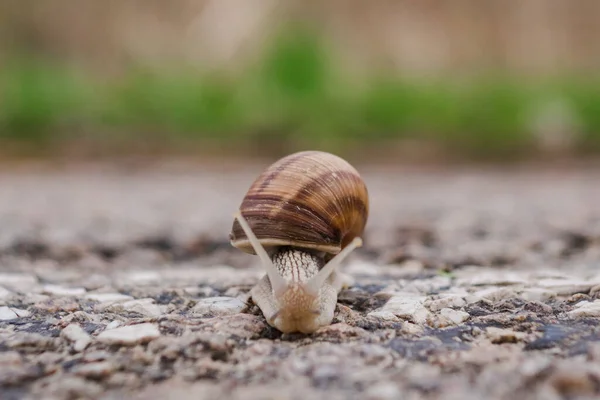 Snail Crawls Road Asphalt Road Snail Snail Shell Selective Focus — Stock Photo, Image