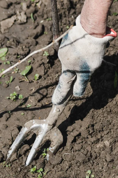 Uma Mão Enluvada Segura Pequeno Garfo Jardim Cultiva Solo Trabalho — Fotografia de Stock