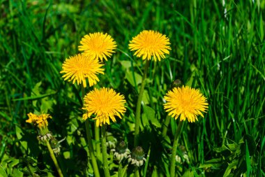 Yeşil çimenlerin üzerinde açan sarı bahar karahindibaları.