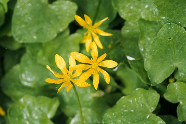 Sarı Çiçekler Yeşil Yapraklar Çiğ Damlaları Yakın Görüntü Üst Görüş — Stok fotoğraf