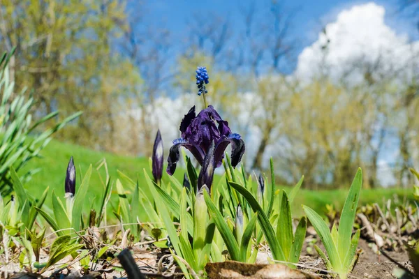 Lila Iris Blomma Bland Gröna Fälten — Stockfoto