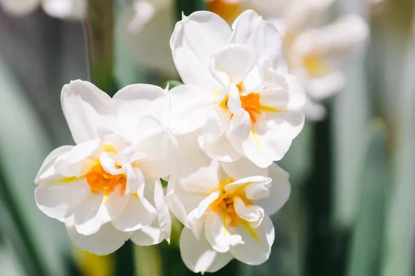 Tre Stora Blommor Vita Påskliljor Erlicheer Suddig Bakgrund — Stockfoto