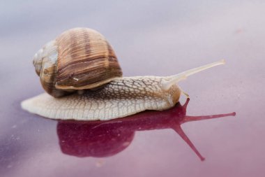 Helicidae familyasından bir salyangoz olan heliks pomatia mor arka planda izole edilmiş bir salyangoz. Kabuklu salyangoz. Kapat.