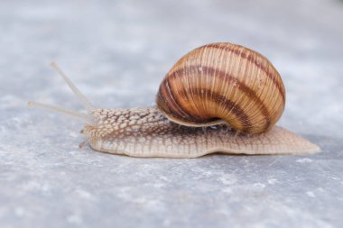 Helix Pomatia, gri arka planda izole edilmiş Helicidae familyasından bir salyangoz. Kabuklu salyangoz. Kapat.