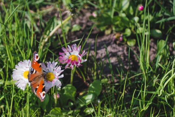 Renkli kelebek Lepidoptera yeşil çayırların arasında bir papatyanın üzerinde oturuyor. Yakın plan.