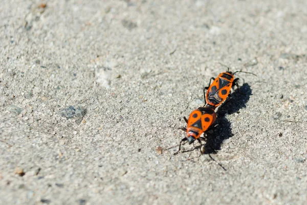 Gri arka planda iki kırmızı böcek izole edilmiş. Pyrrhocoris apterus
