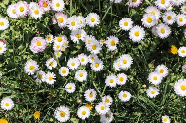 Papatya çayı ya da öküz gözü papatya otlağı arka planı. Doku veya arka plan için yeşil çimenler arasında kır çiçekleri