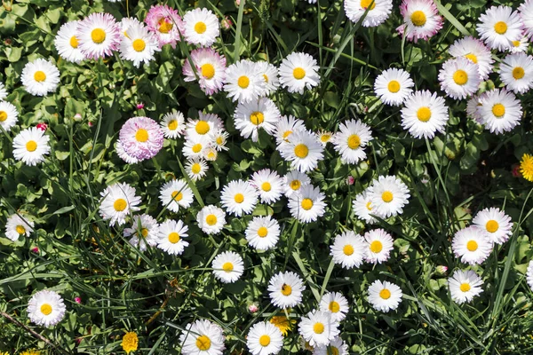 Kamomill Eller Öga Tusensköna Äng Ovanifrån Bakgrund Wildflowers Bland Grönt — Stockfoto